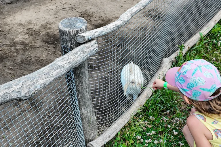 Merlin's Farm