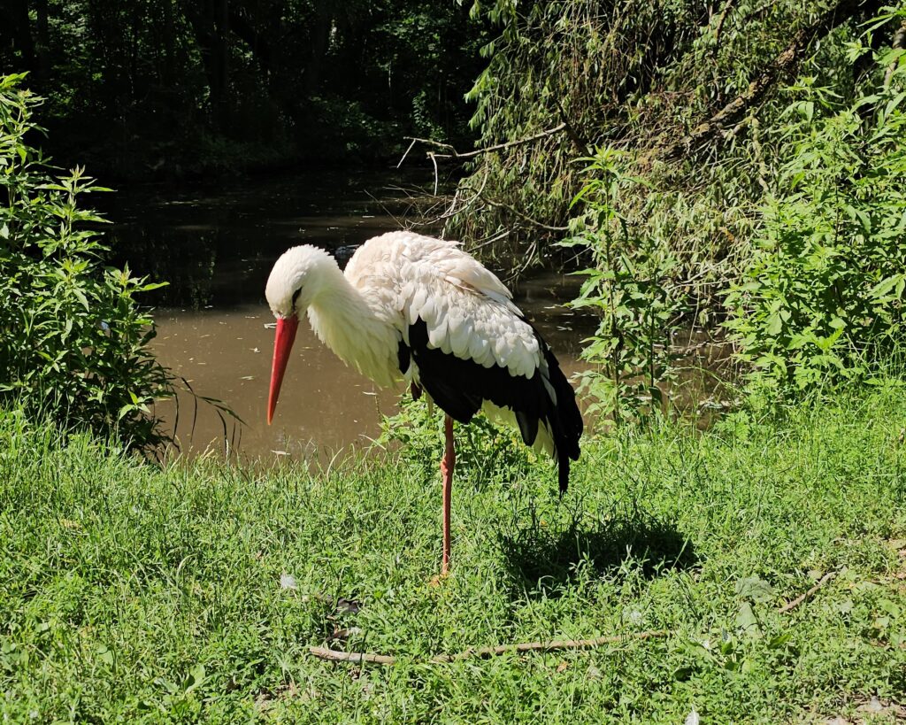 Storch Steppentierpark Pamhagen
