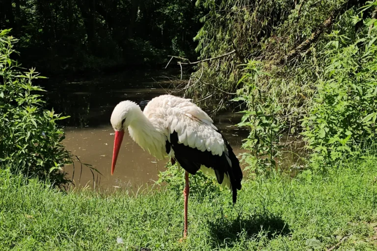 Storch im Burgenland