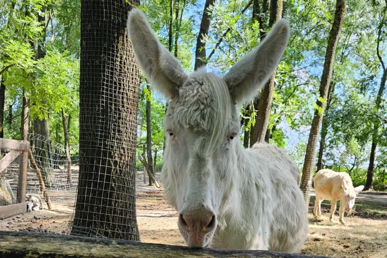 weiße Esel gibt es auch im Steppentierpark Pamhagen