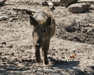 Wildschwein Steppentierpark Pamhagen