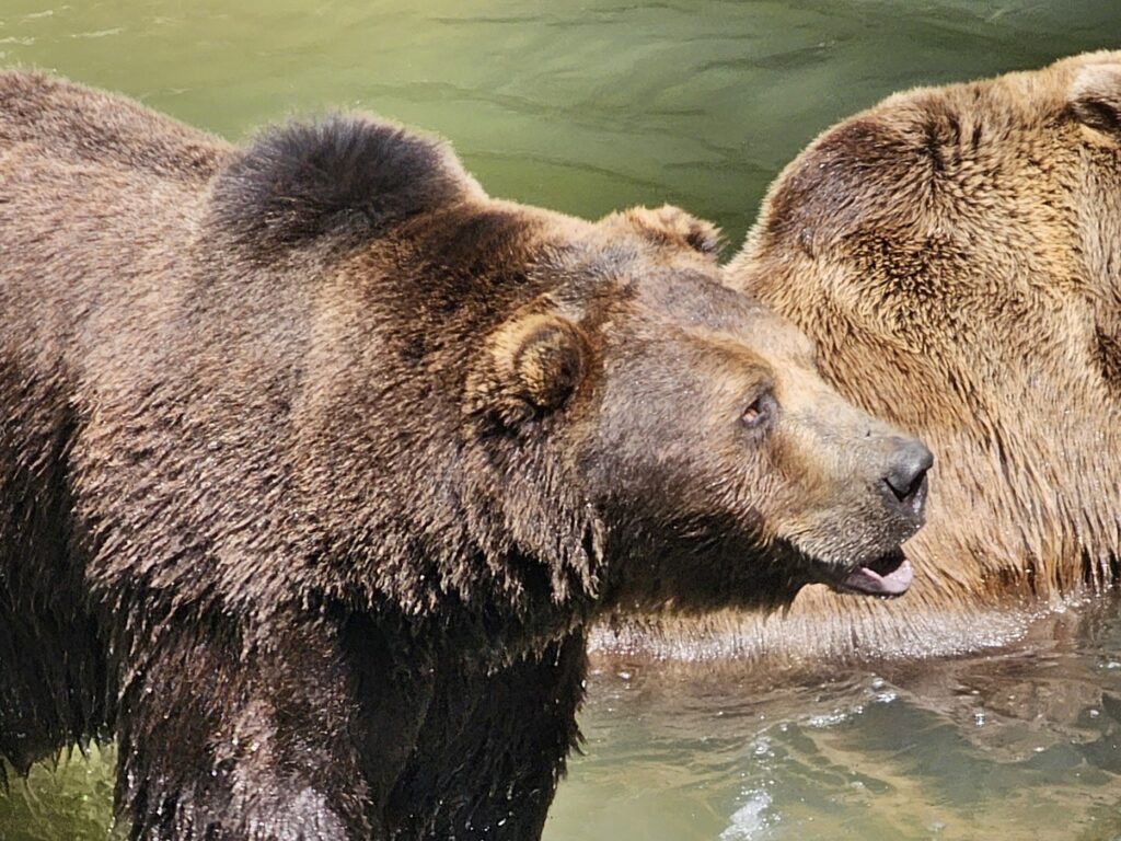 Tierpark Haag Braunbären