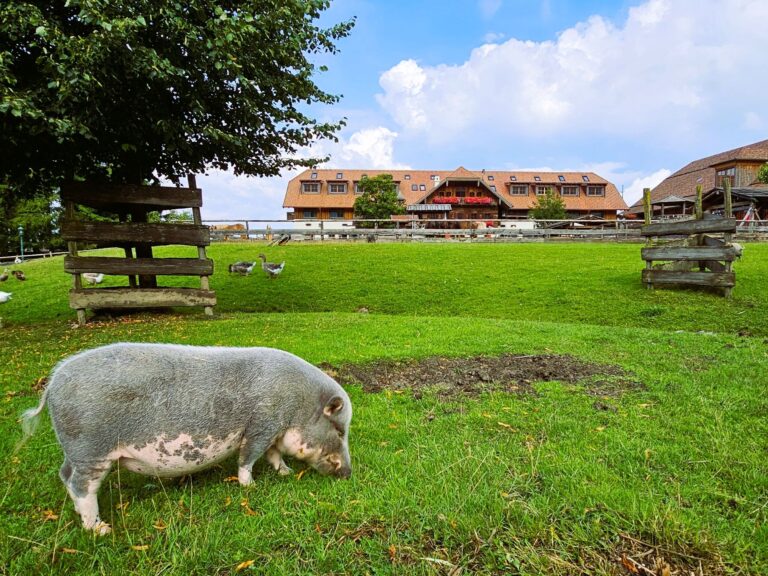 freilaufende Schweine