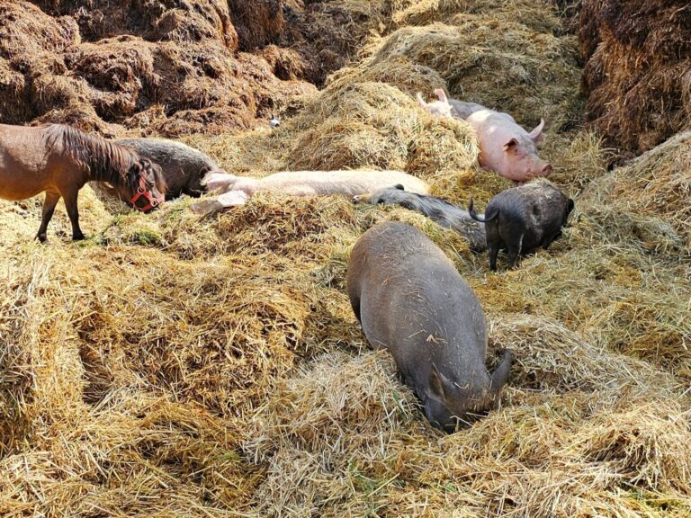 Gut Aiderbichl - Schwein müsste man sein