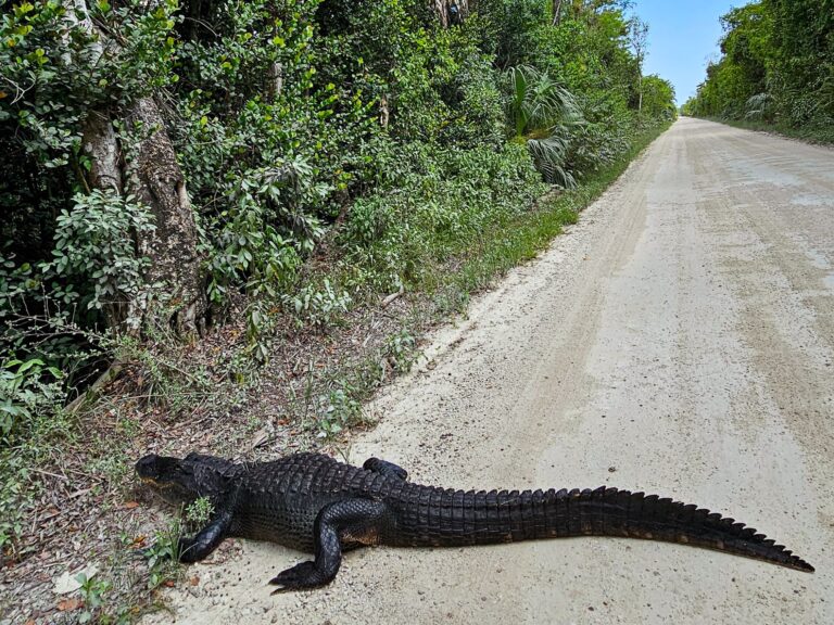 Florida Route mit Kind Loop Road
