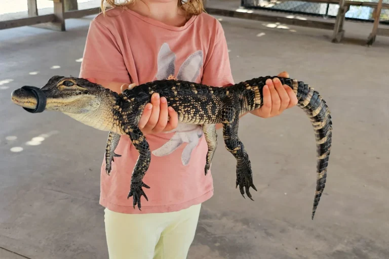Kind hält einen jungen Alligator bei einer Everglades-Tour – spannendes Highlight der Florida-Rundreise mit Familie