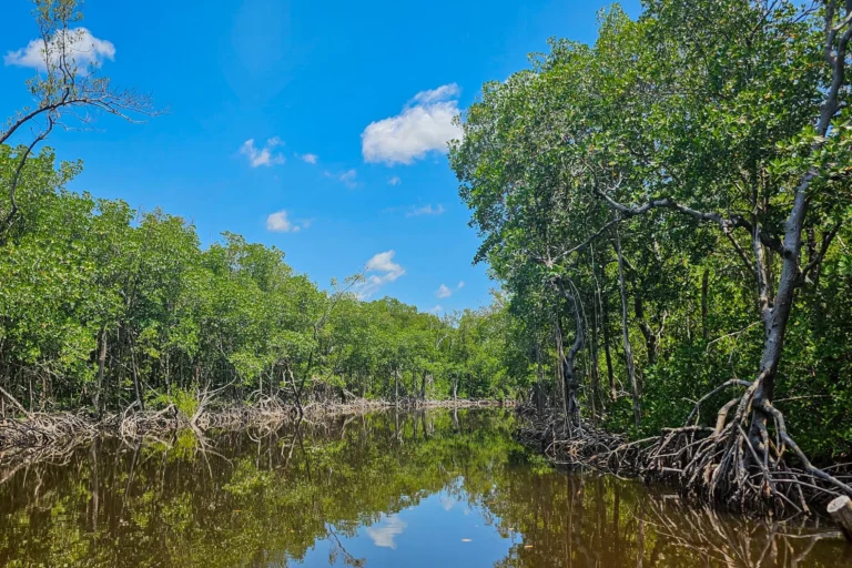Bootstour durch die Mangroven der Everglades in Florida – Naturerlebnis während einer Familienrundreise mit Kind