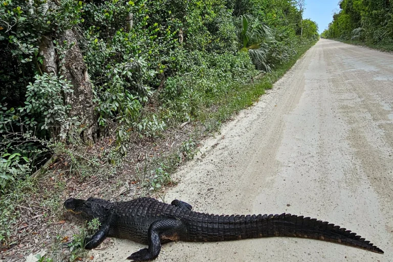 Alligator auf der Loop Road im Everglades Nationalpark – einzigartiges Abenteuer während einer Florida-Rundreise mit Kind