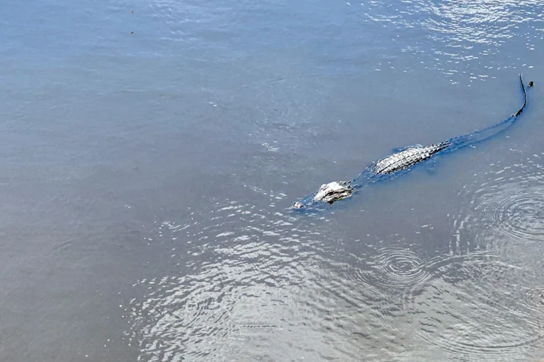 Alligator schwimmt im Myakka River State Park in Florida – Natur pur während einer Familienrundreise