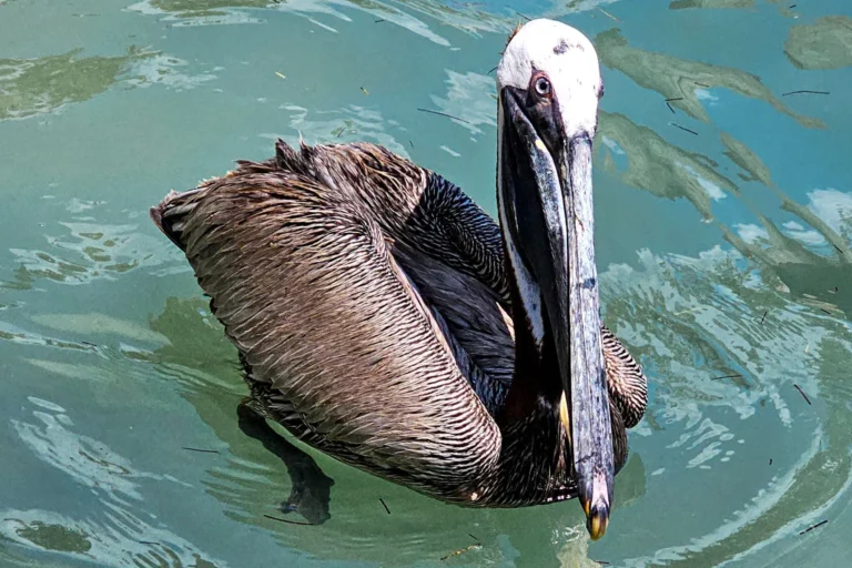 Brauner Pelikan im Wasser in Florida – Tierbeobachtungen als Highlight einer Familienreise durch den Sunshine State