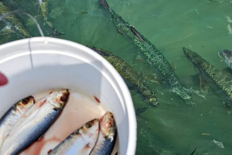 Tarpon-Fütterung in den Florida Keys – spannendes Erlebnis für Kinder auf einer Rundreise durch Florida