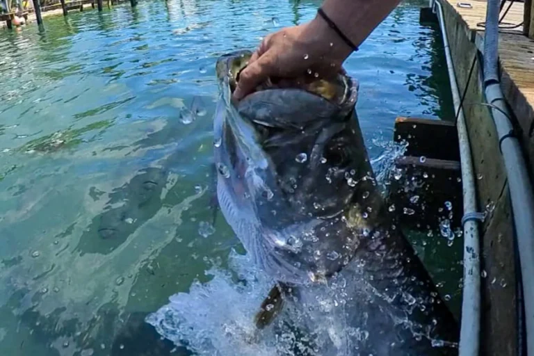 Tarpons bei Robbie’s in Islamorada, Florida Keys – beliebter Stopp auf einer Familienrundreise mit Kind