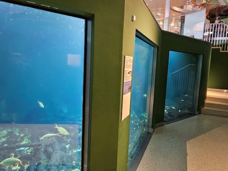 Das Aquarium im Museum Niederösterreich