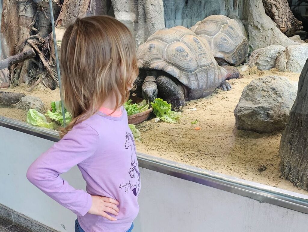 Schildkröten Haus des Meeres