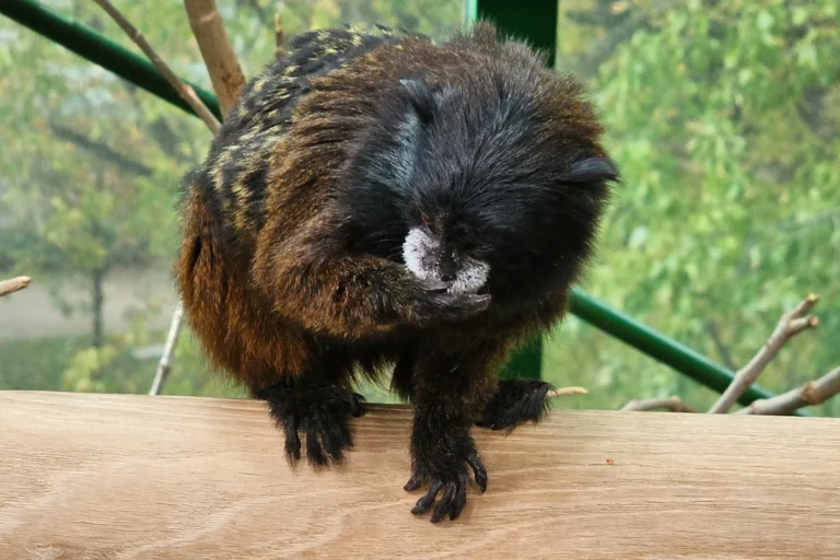 Affe im Tropenhaus des Haus des Meeres in Wien – eines der beliebtesten Erlebnisse für Kinder im Tropenbereich des Museums.