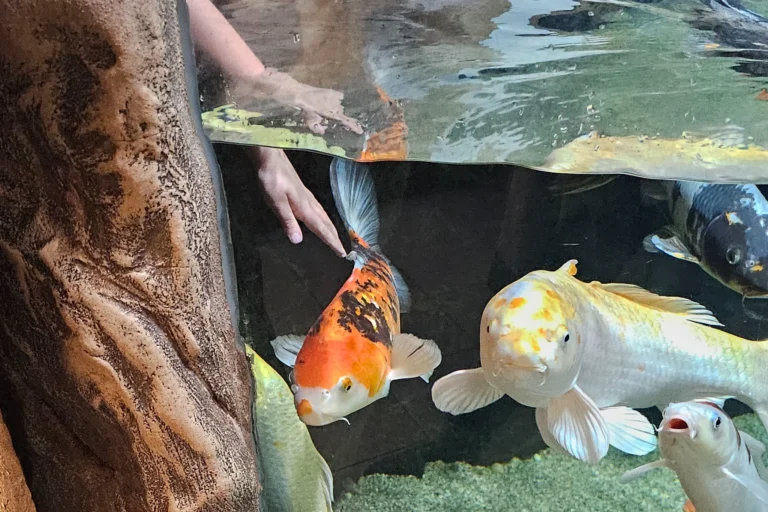 Koi-Fische im Streichelbecken des Haus des Meeres – interaktives Erlebnis für Familien mit Kindern in Wien.