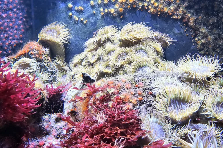 Farbenfrohes Korallenriff im Haus des Meeres – faszinierende Unterwasserwelt mitten in Wien.