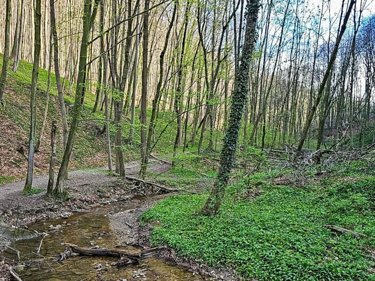 Wandern im Frühling