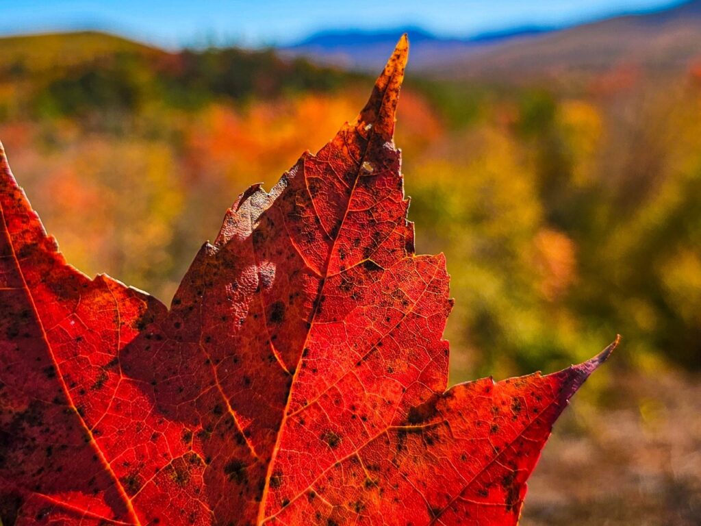 Indian Summer in Neuengland - Ahornblatt