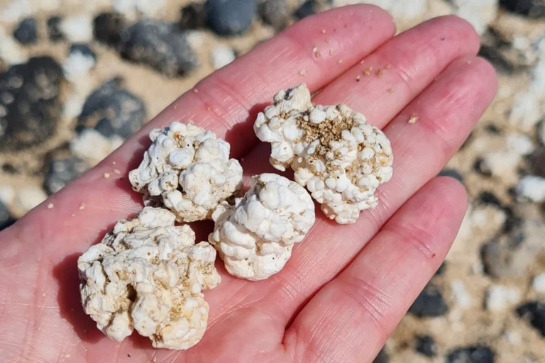Weiße „Popcorn“-Steinchen vom Popcorn Beach auf Fuerteventura in einer Hand, typische Korallenformationen am Strand.