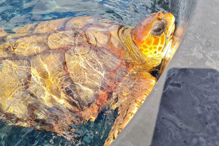 Meeresschildkröte im Wasser im Morro Jable Turtle Nursery auf Fuerteventura, Nahaufnahme von Panzer und Kopf.