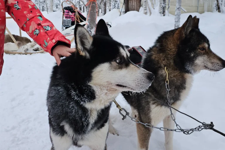 Huskys in Levi in Lappland im Winter vor einer Schlittenfahrt