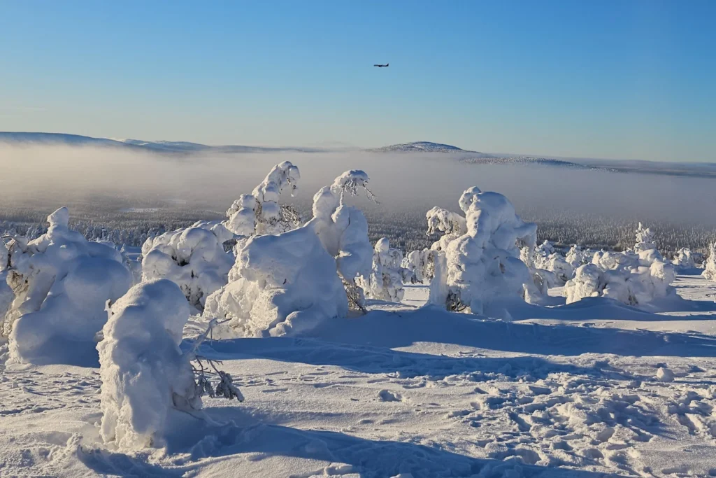 Verschneite Bäume in Levi, Lappland im Winter mit weiter Schneelandschaft und tiefstehender Sonne