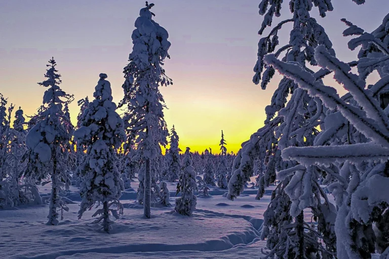 Verschneite Winterlandschaft in Lappland bei Sonnenuntergang – typische Winterstimmung mit zweistelligen Minusgraden