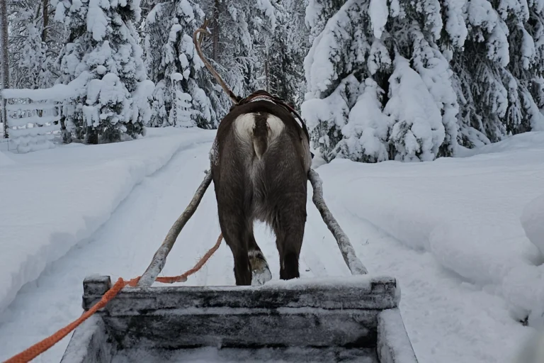 Rentierschlittenfahrt in Levi in Lappland im verschneiten Winterwald